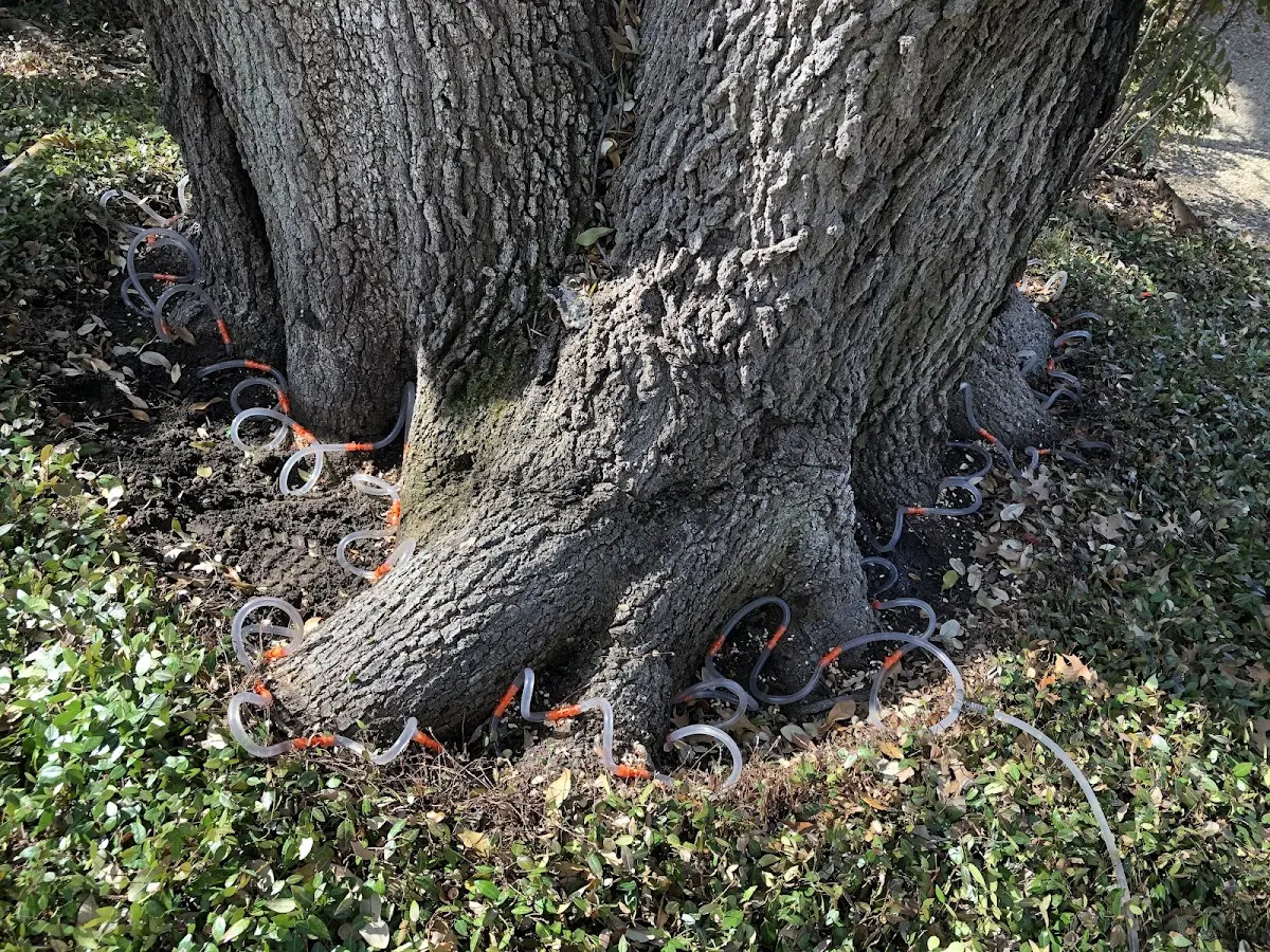 Detailed Tree Cabling and Bracing job site in Falfurrias