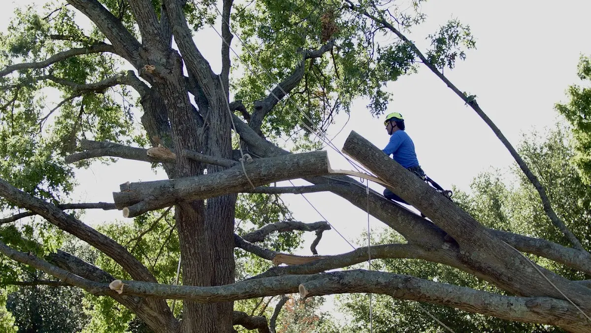 Professional Crown Thinning performed by certified arborists in Falfurrias